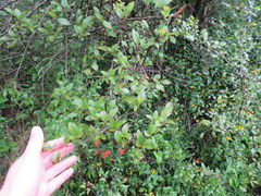 Sideroxylon lycioides