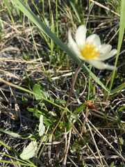 Dryas integrifolia sylvatica