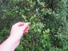 Sideroxylon lycioides