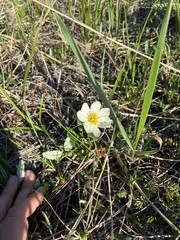 Dryas integrifolia sylvatica