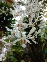 Dendrobium lineale