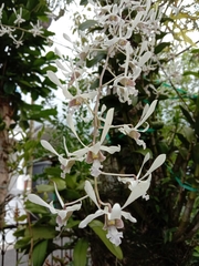 Dendrobium lineale