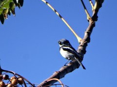 Batis molitor molitor