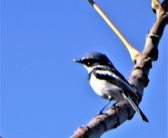 Batis molitor molitor