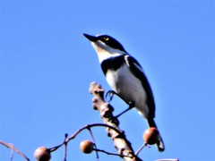 Batis molitor molitor