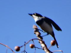 Batis molitor molitor