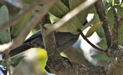 Melaniparus niger niger