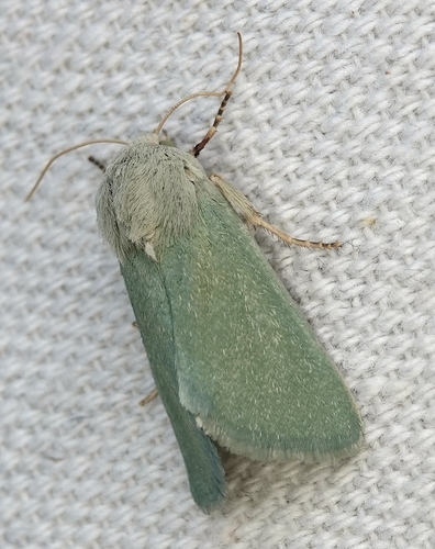 Schinia simplex photo 3