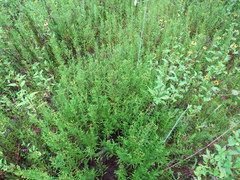 Hypericum sphaerocarpum