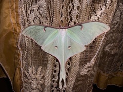 Actias truncatipennis