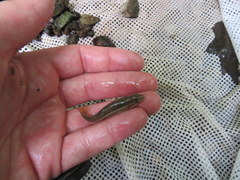 Hemitremia flammea