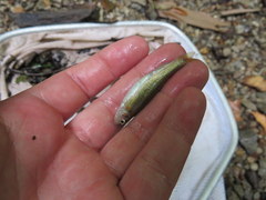 Hemitremia flammea