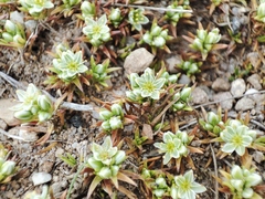 Scleranthus perennis