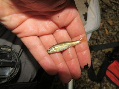 Hemitremia flammea