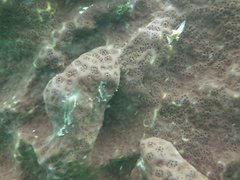 Eudistoma hepaticum
