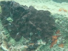 Eudistoma hepaticum