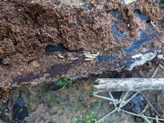 Stolotermes ruficeps