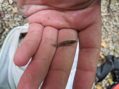 Etheostoma nigripinne