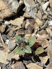 Acanthomintha lanceolata