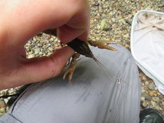Cambarus striatus