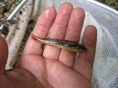 Etheostoma duryi