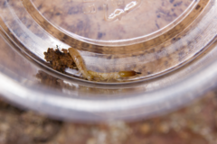 Stolotermes ruficeps