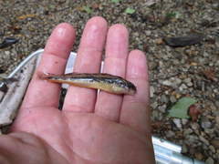 Etheostoma duryi