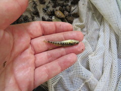 Etheostoma duryi