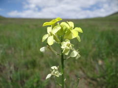 Erysimum flavum