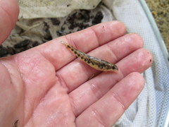 Etheostoma duryi