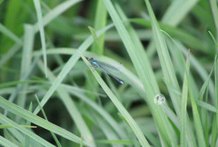 Ischnura denticollis