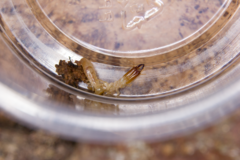 Stolotermes ruficeps