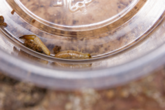 Stolotermes ruficeps