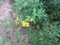 Silphium asperrimum