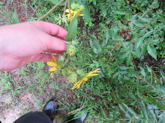 Silphium asperrimum