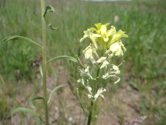 Erysimum flavum