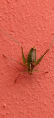 Metaplastes pulchripennis
