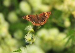 Junonia neildi varia