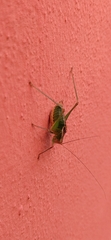 Metaplastes pulchripennis