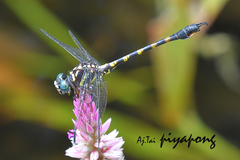Paragomphus capricornis
