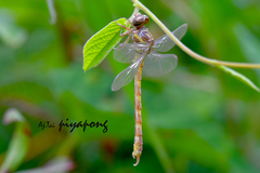 Paragomphus capricornis