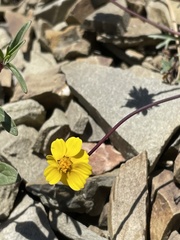 Leptosyne hamiltonii