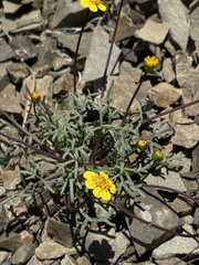 Leptosyne hamiltonii