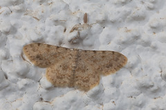 Scopula luridata
