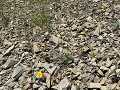 Leptosyne hamiltonii