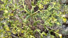 Euphorbia furcillata