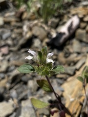 Acanthomintha lanceolata