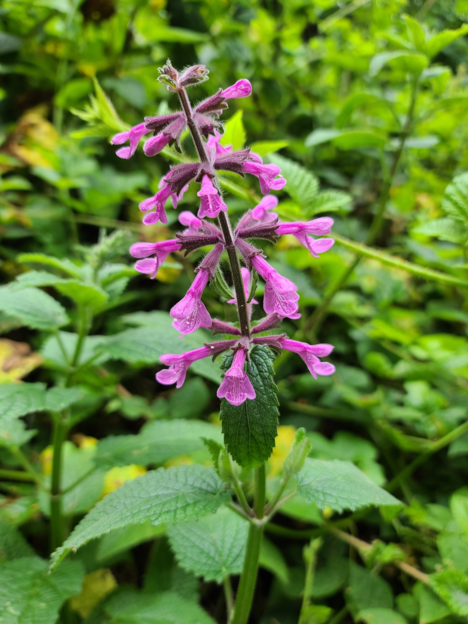 Stachys chamissonis