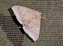 Ophisma