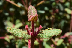 Correa reflexa reflexa